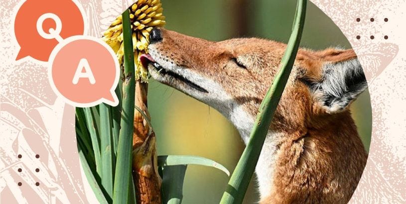 Ky Kebero, Coffee and the Wolf: An Ethiopian Story