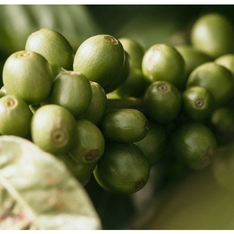 Guatemala Chichupak Co-op Coban Washed